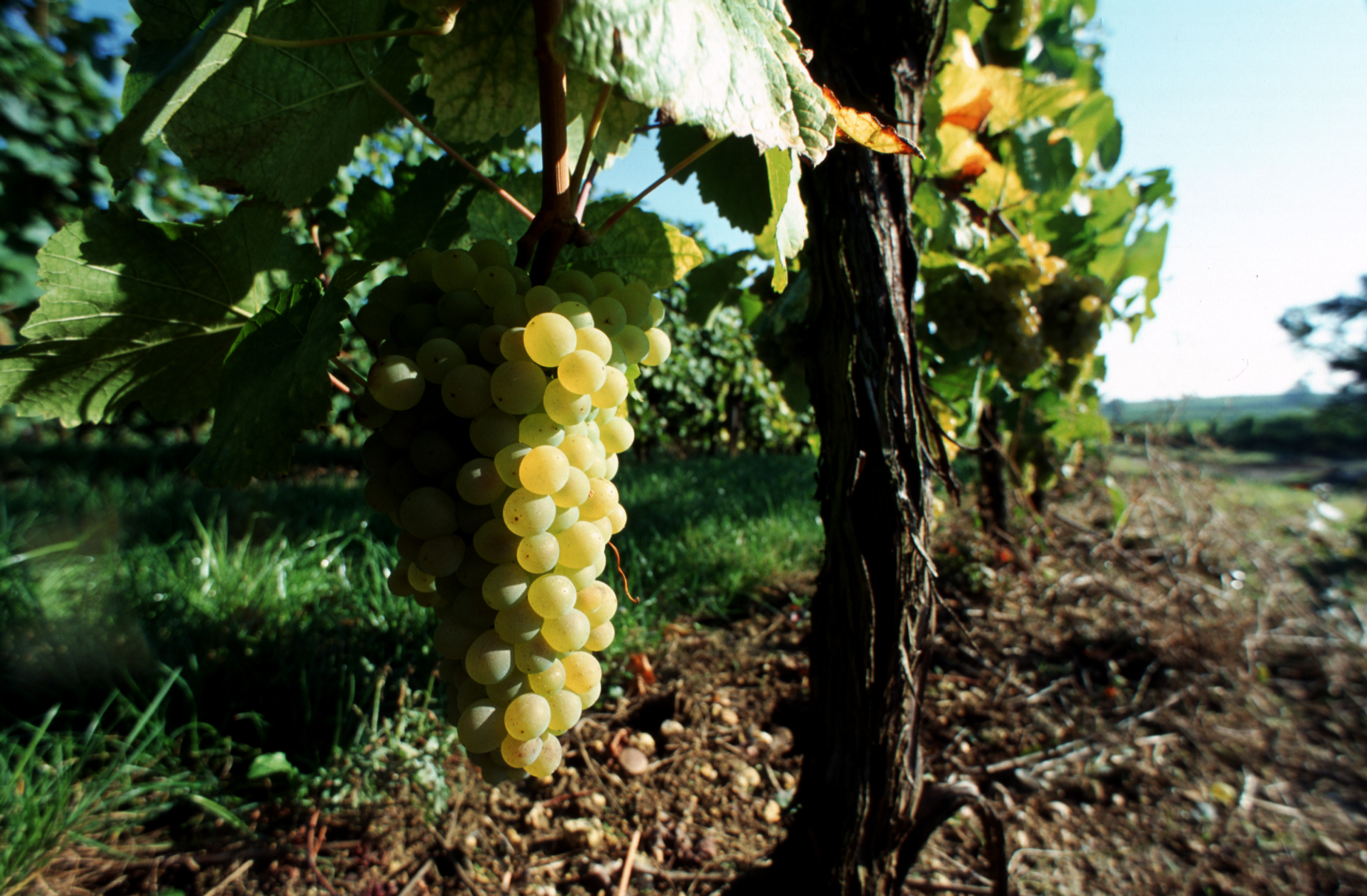 Domaine vinicole du Château des Roques à Vacqueyras, raisin blanc