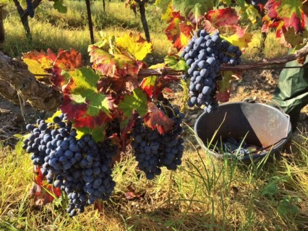 Vendanges