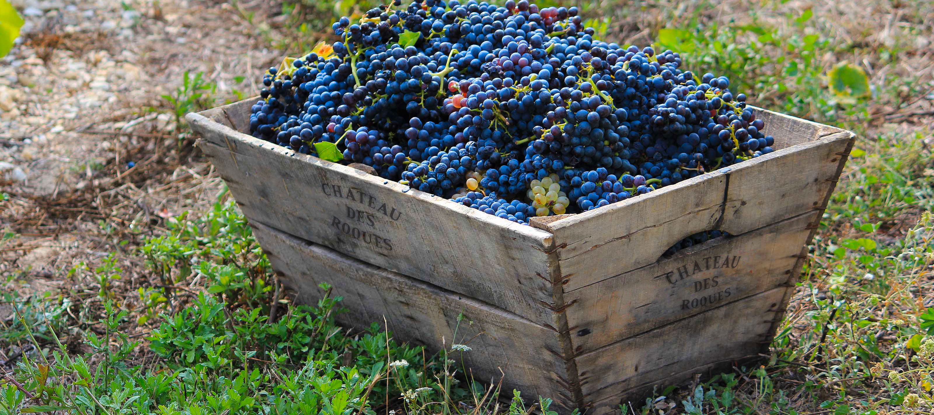 caisse_grappe_vigne_20131